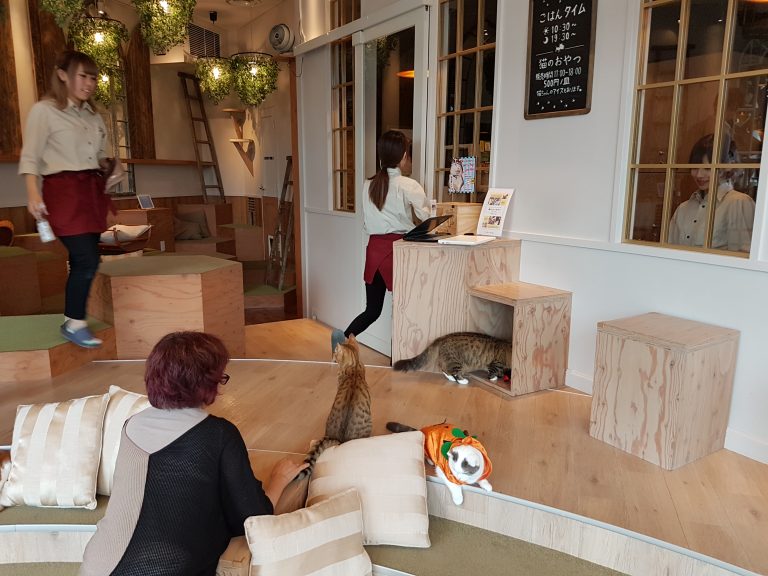 The Ultimate List Of 28 Best Cat Cafes Around The World